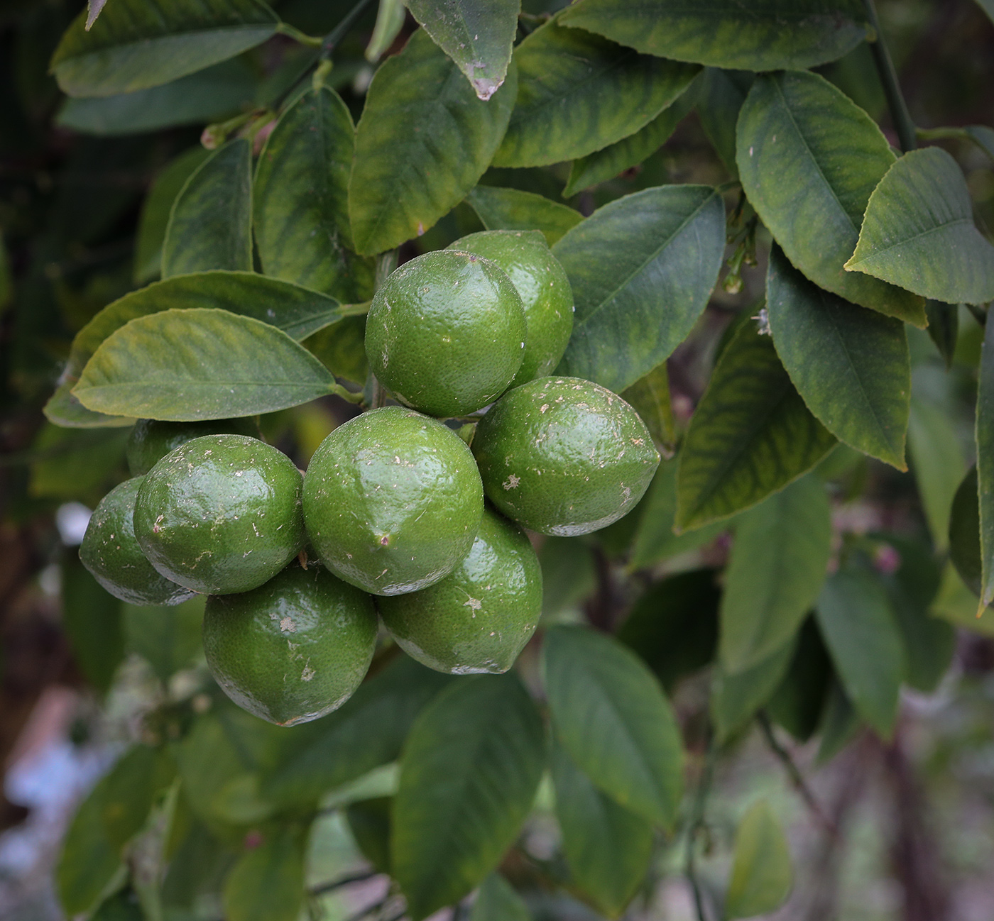 Изображение особи Citrus limon.