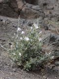 Convolvulus fruticosus. Цветущее растение. Казахстан, Алматинская обл., нац. парк \"Чарын\", Долина Замков, щебнистый склон под скалой. 13 мая 2024 г.