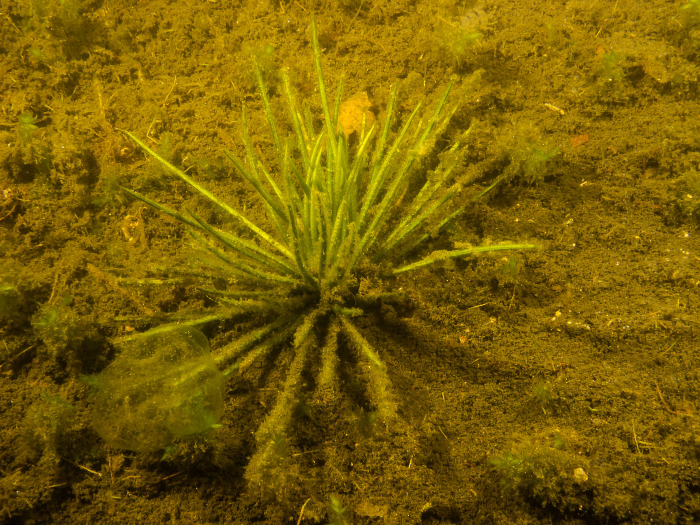 Image of Isoetes lacustris specimen.