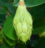 Magnolia &times; soulangeana