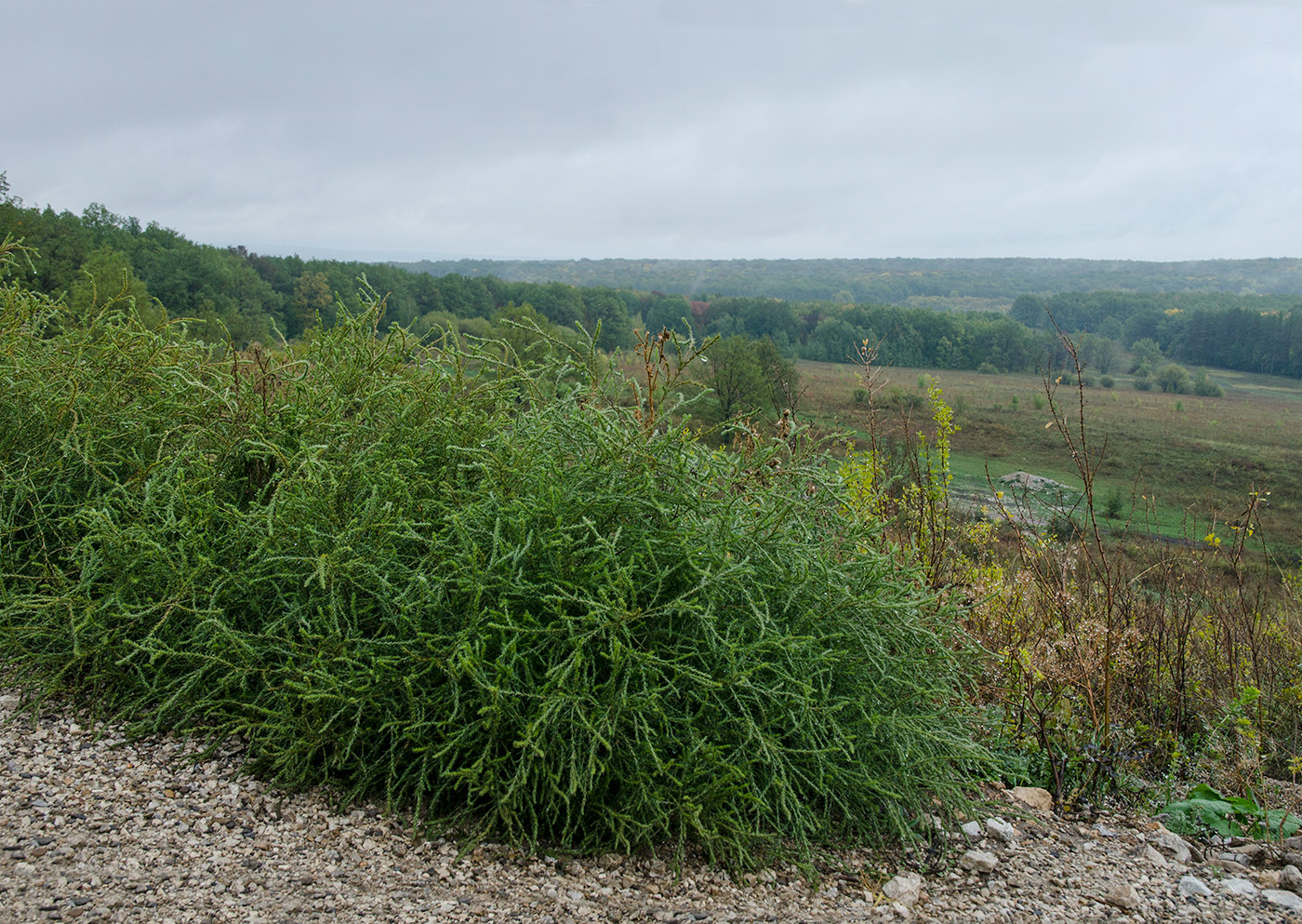 Image of Salsola tragus specimen.