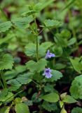 Glechoma hederacea