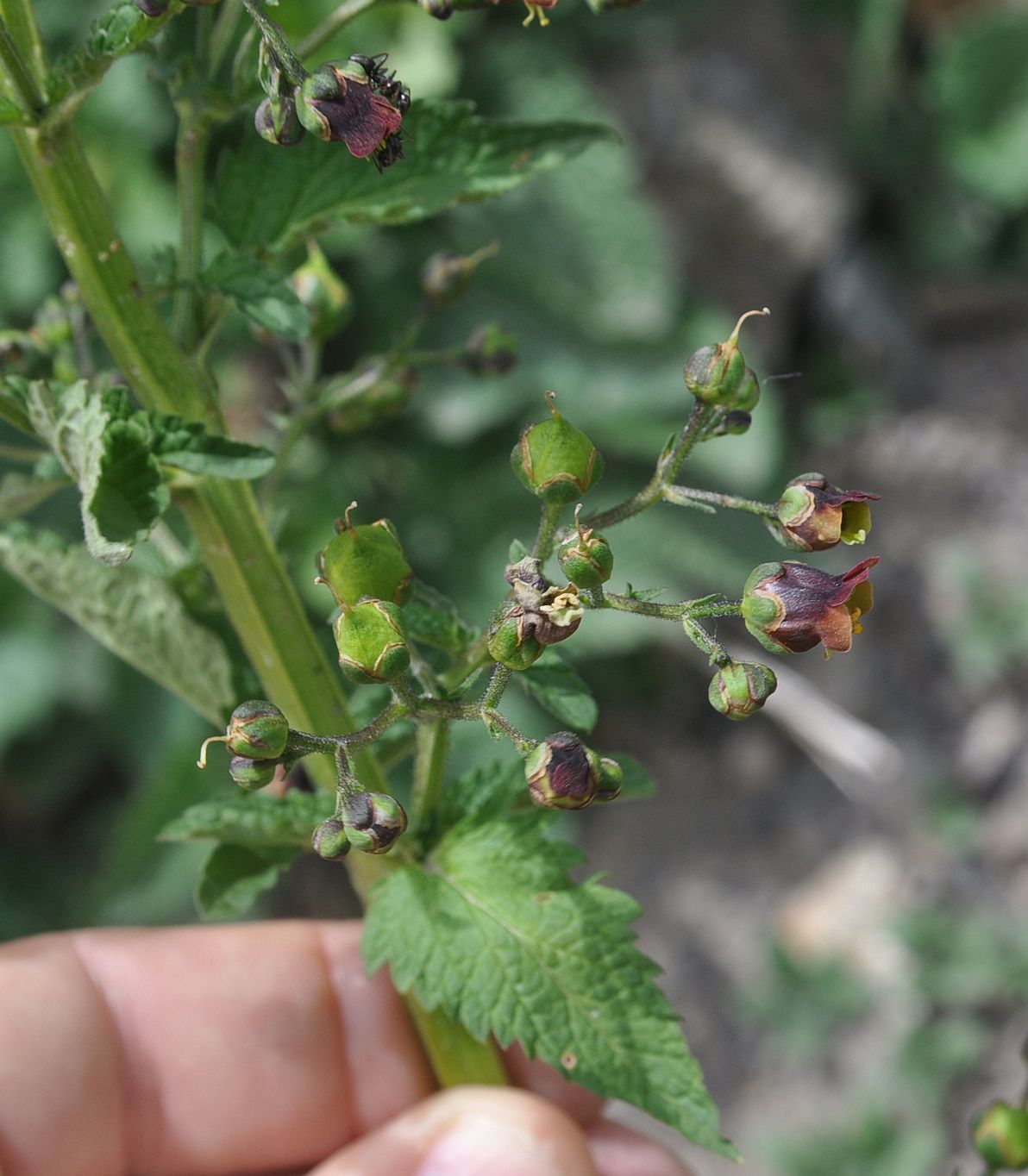 Изображение особи Scrophularia nodosa.