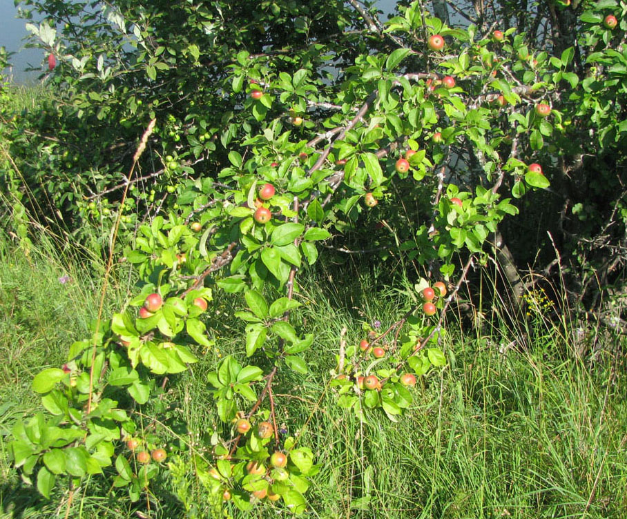 Изображение особи Malus domestica.