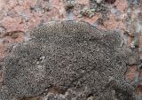 Sporastatia testudinea