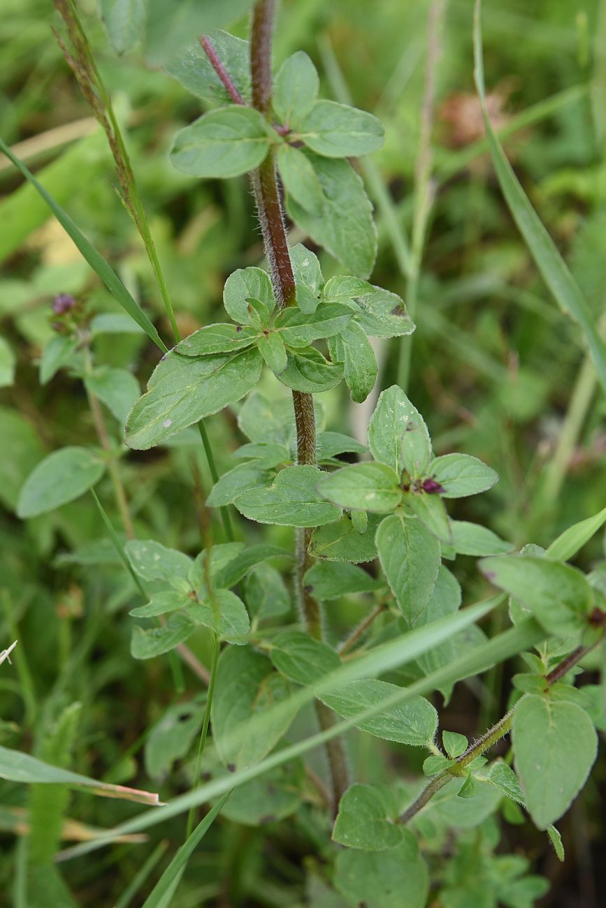 Изображение особи Origanum vulgare.
