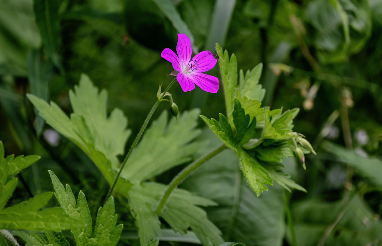 Изображение особи Geranium palustre.