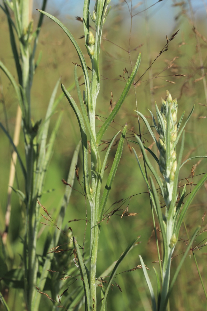 Изображение особи Omalotheca sylvatica.