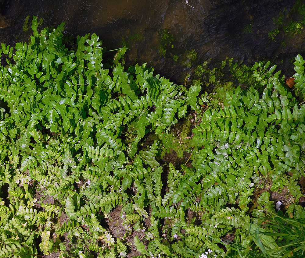 Изображение особи Berula erecta.