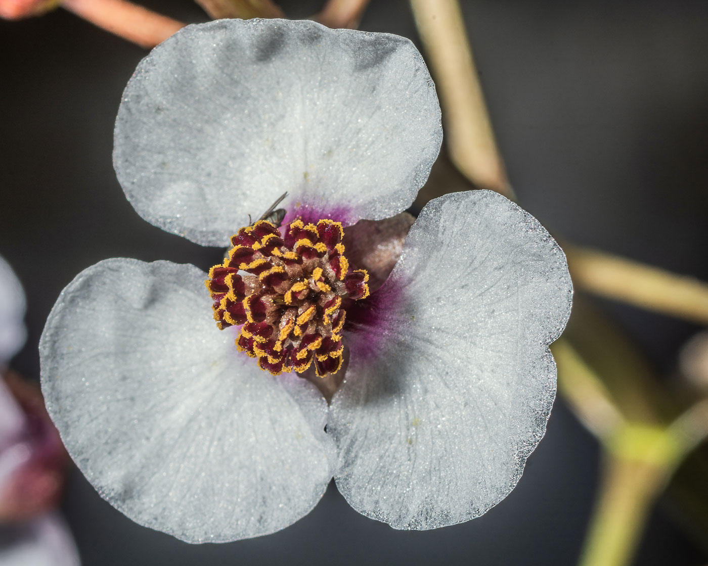 Изображение особи Sagittaria sagittifolia.