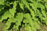 Symphytum officinale. Листья. Беларусь, Витебская обл., пос. Езерище, выкашиваемый суходольный луг у обочины дороги. 22.08.2024.