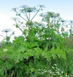 Heracleum sosnowskyi. Цветущие растения. Смоленская обл., Смоленский р-н, окр. пос. Каспля. 05.07.2005.