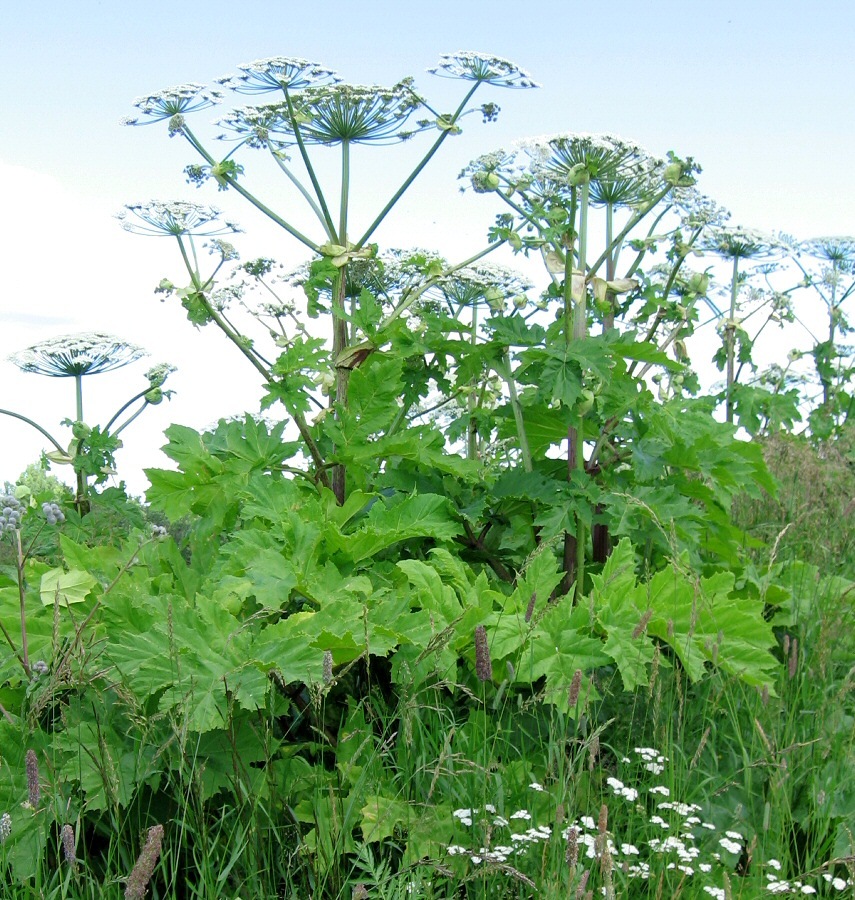 Изображение особи Heracleum sosnowskyi.