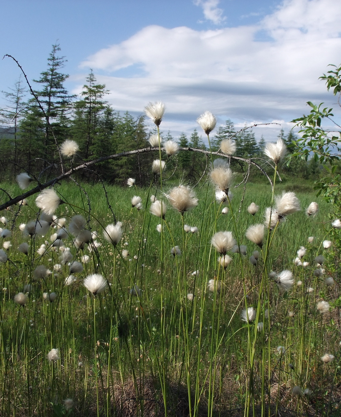 Изображение особи Eriophorum brachyantherum.