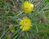 Смотреть изображение Allium fedtschenkoanum