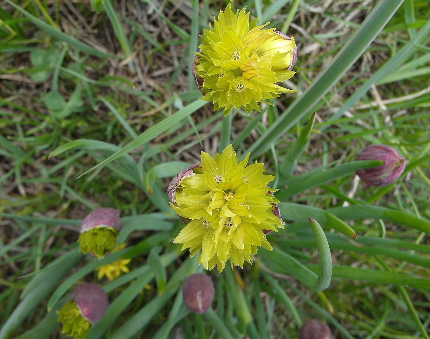 Image of Allium fedtschenkoanum specimen.