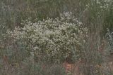 Crambe tataria