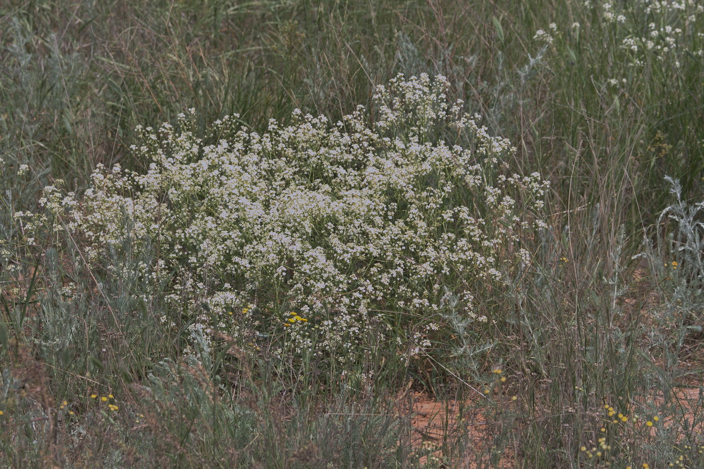 Image of Crambe tataria specimen.