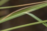 Смотреть изображение Piptatherum holciforme