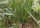 Festuca arundinacea. Нижняя часть растения. Московская обл., Раменский р-н, окр. дер. Хрипань, садовый участок. 18.06.2025.