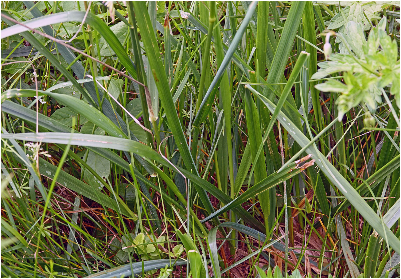 Изображение особи Festuca arundinacea.