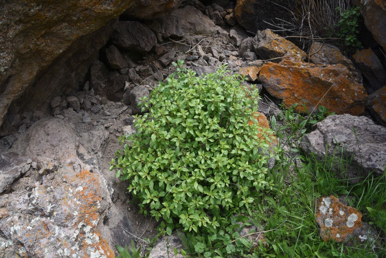 Image of genus Parietaria specimen.