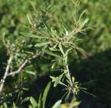 unknown species. Часть бутонизирующей веточки. Турция, ил Ыгдыр, Харабабазарский перевал, среди старой лавы. 19 мая 2025 г.