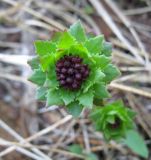 Rhodiola integrifolia