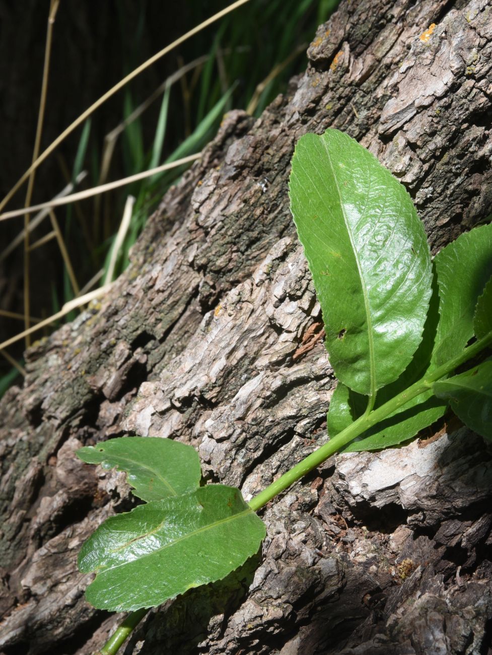 Image of genus Salix specimen.