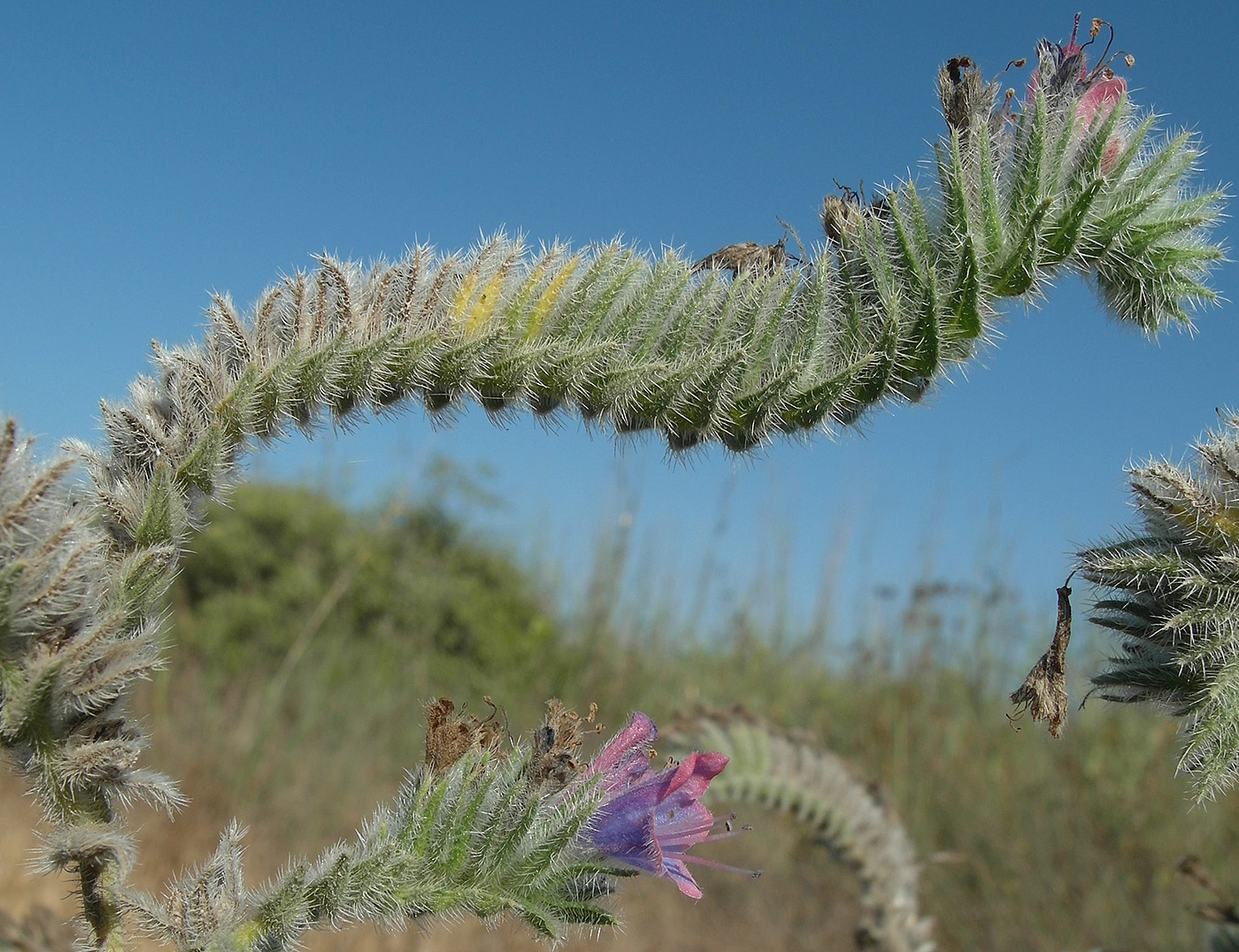 Изображение особи Echium angustifolium.