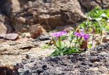 Dianthus chinensis