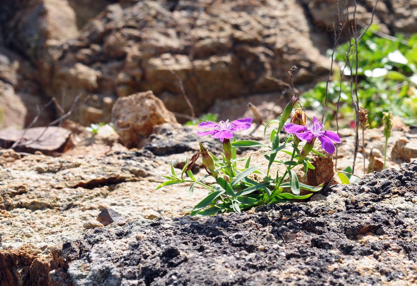 Изображение особи Dianthus chinensis.