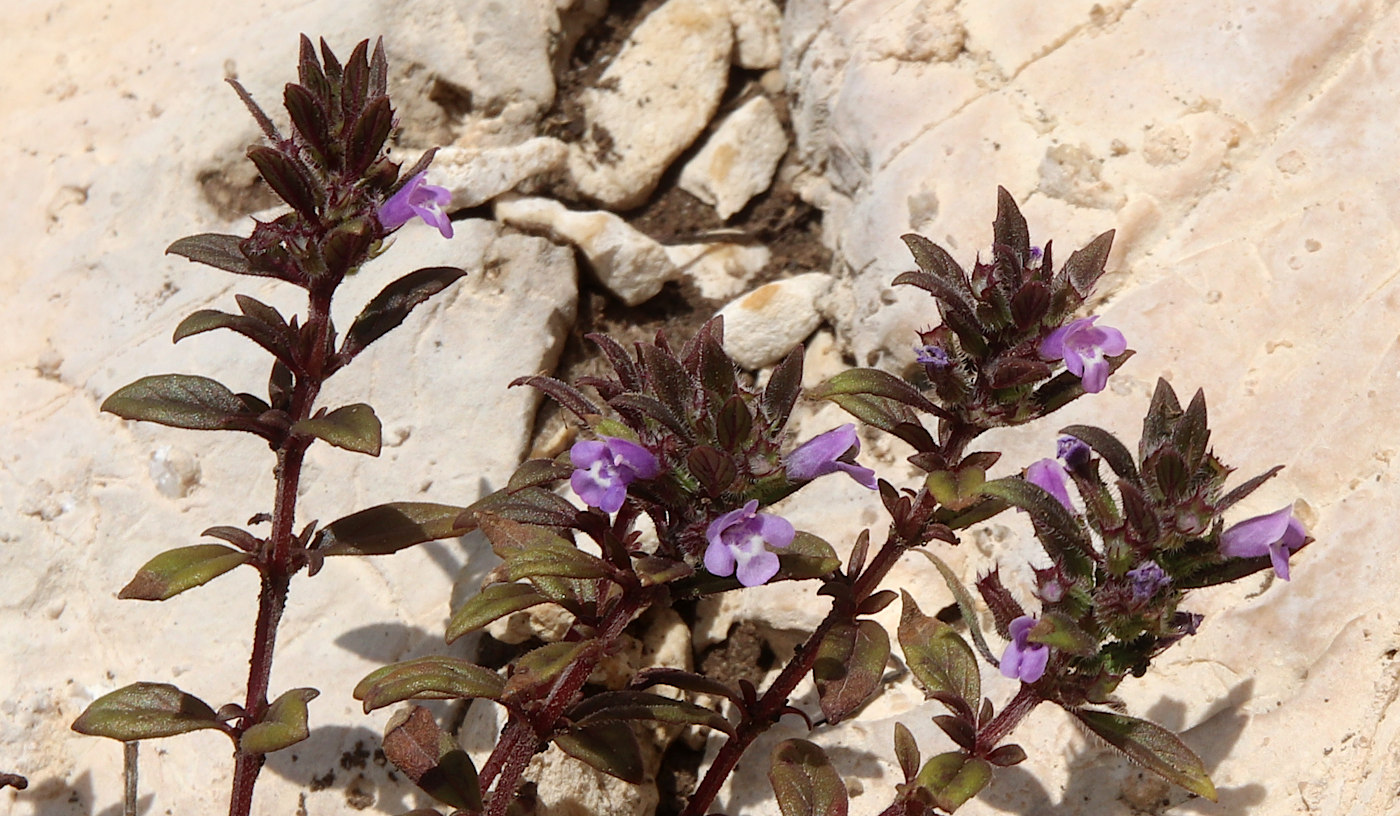 Image of Ziziphora acinos specimen.