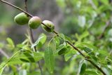 Amygdalus bucharica. Часть ветви с плодами. Таджикистан, Гиссарский хр., басс. р. Варзоб, ущ. р. Кондара, ≈ 1400 м н.у.м., пояс шибляка, склон с гранитным мелкозёмом. 19 апреля 2025 г.