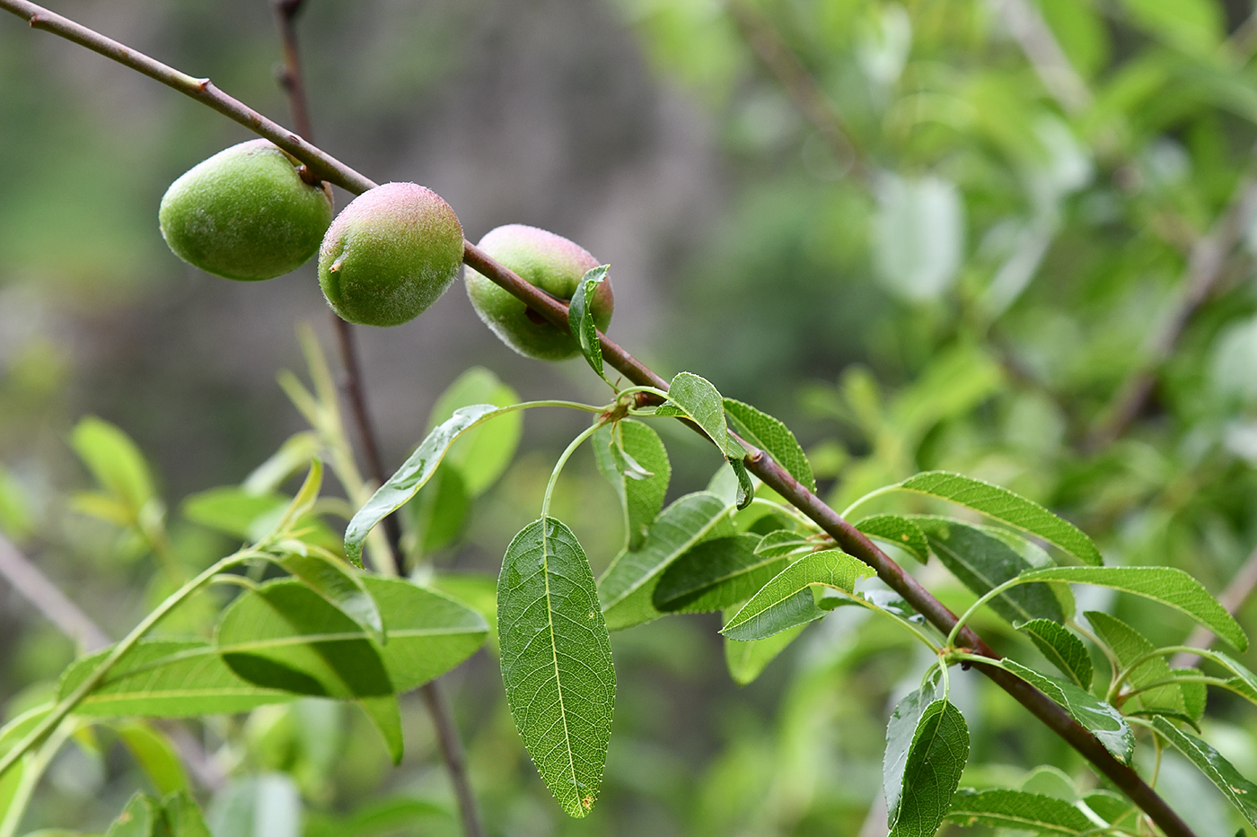 Изображение особи Amygdalus bucharica.