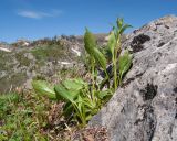 genus Gentiana