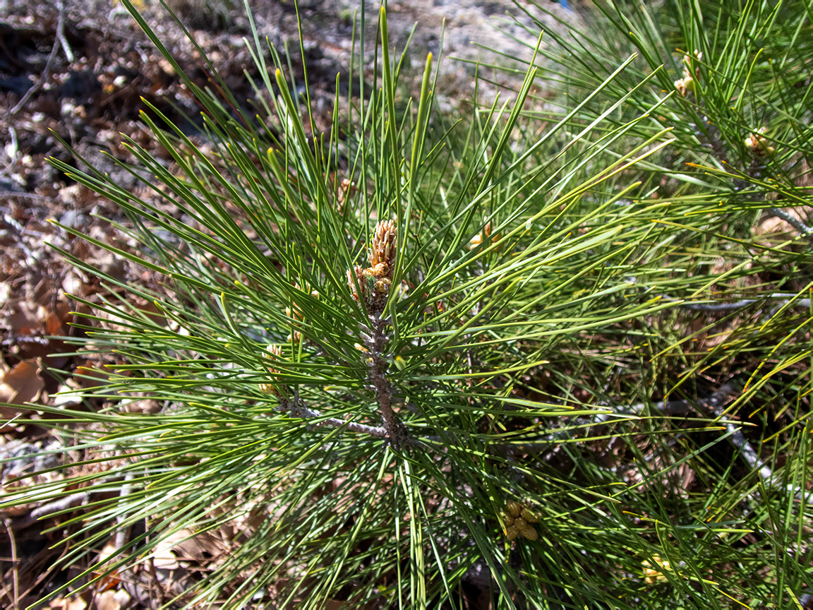Image of Pinus pallasiana specimen.