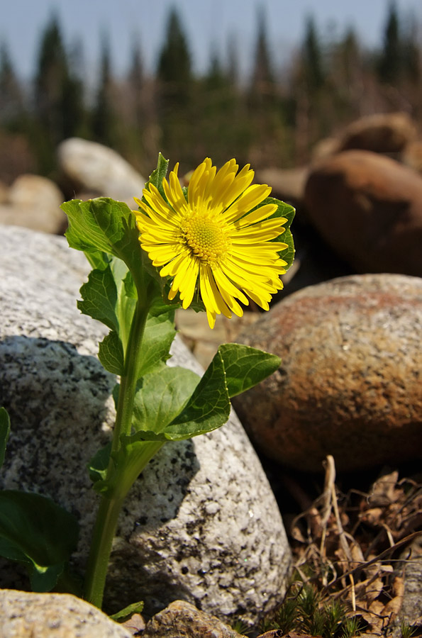 Изображение особи Doronicum altaicum.