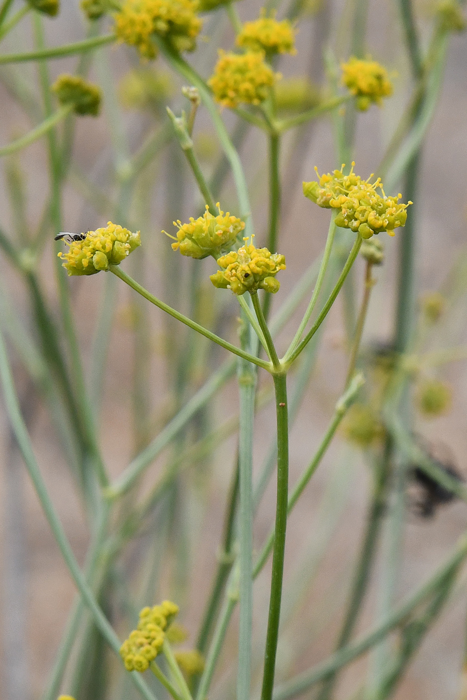 Image of Seseli sessiliflorum specimen.