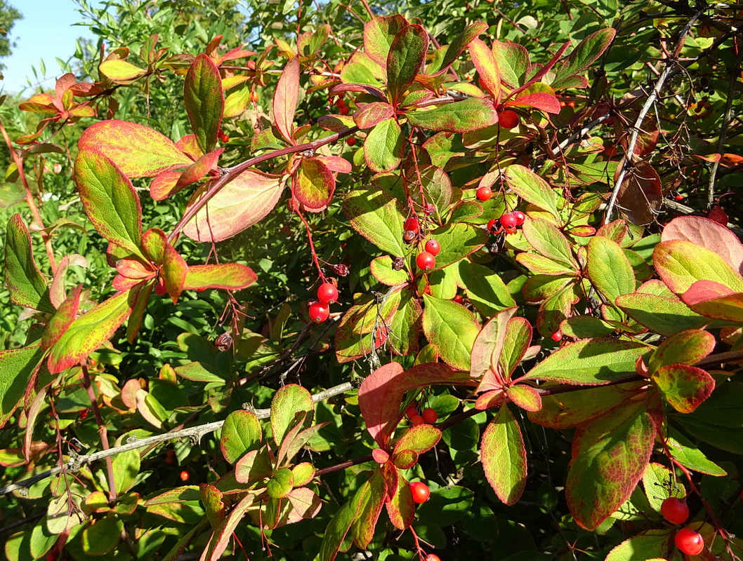 Image of Berberis koreana specimen.