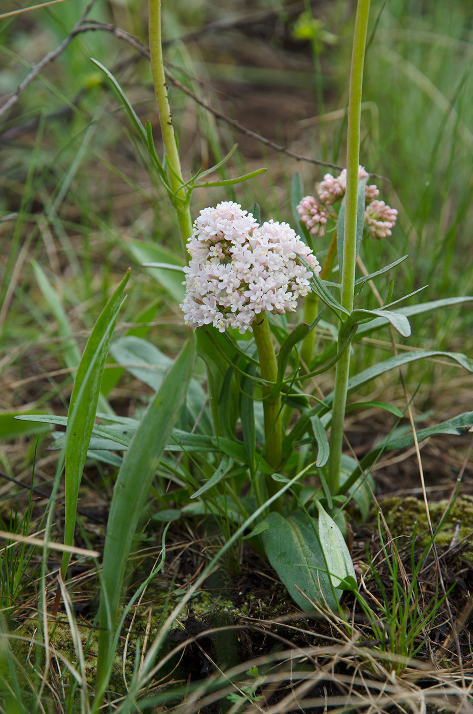 Image of Valeriana tuberosa specimen.