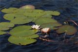 Nymphaea candida. Цветки и листья. Карелия, восточный берег оз. Топозеро, губа Нильмагуба, узкая мелководная заводь. 01.08.2025.