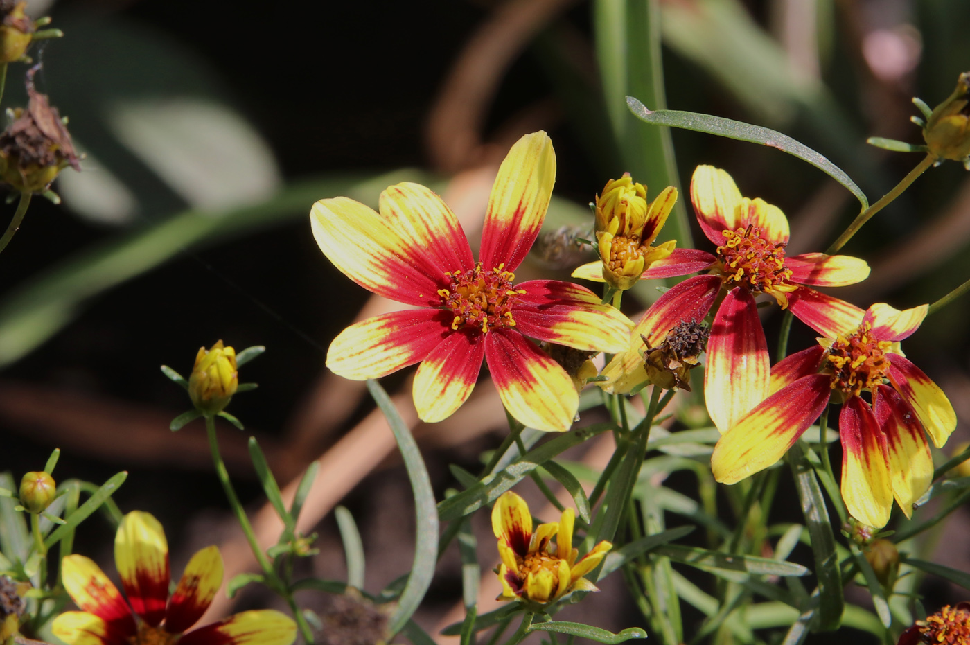 Image of Coreopsis verticillata specimen.