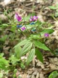 Lathyrus vernus