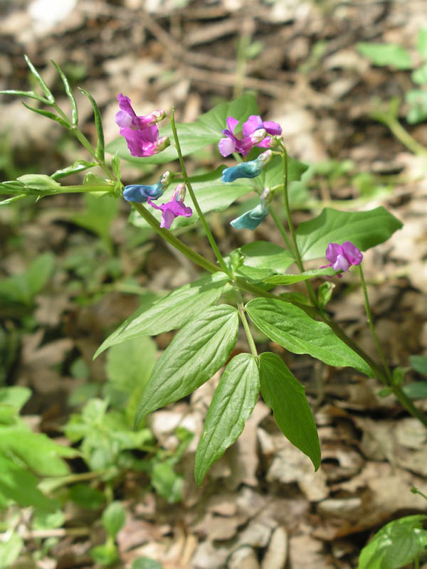 Изображение особи Lathyrus vernus.