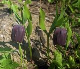 Fritillaria latifolia. Цветущие растения. Большой Кавказ, Главный Кавказский хребет, склон горы Чугуш. 21.07.2002.