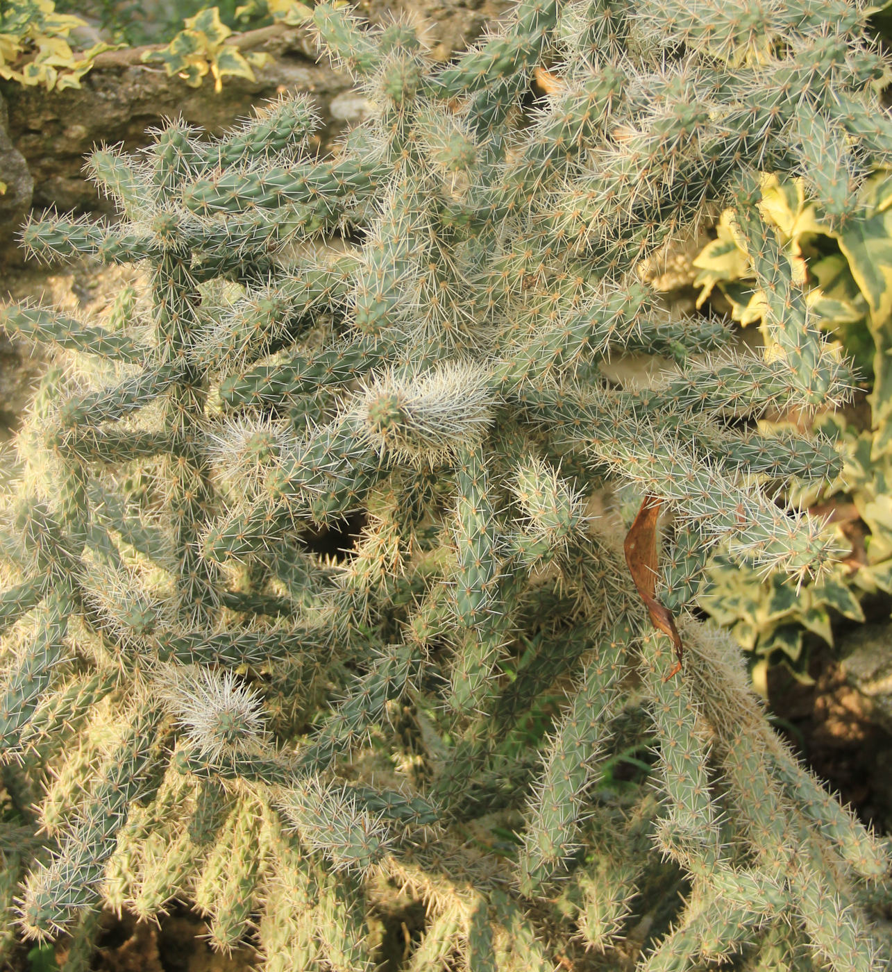Изображение особи Cylindropuntia spinosior.