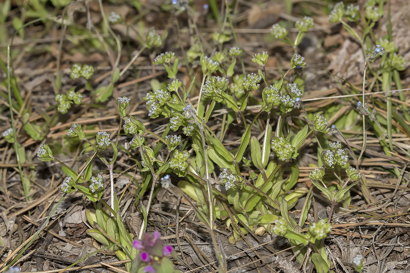 Изображение особи род Valerianella.