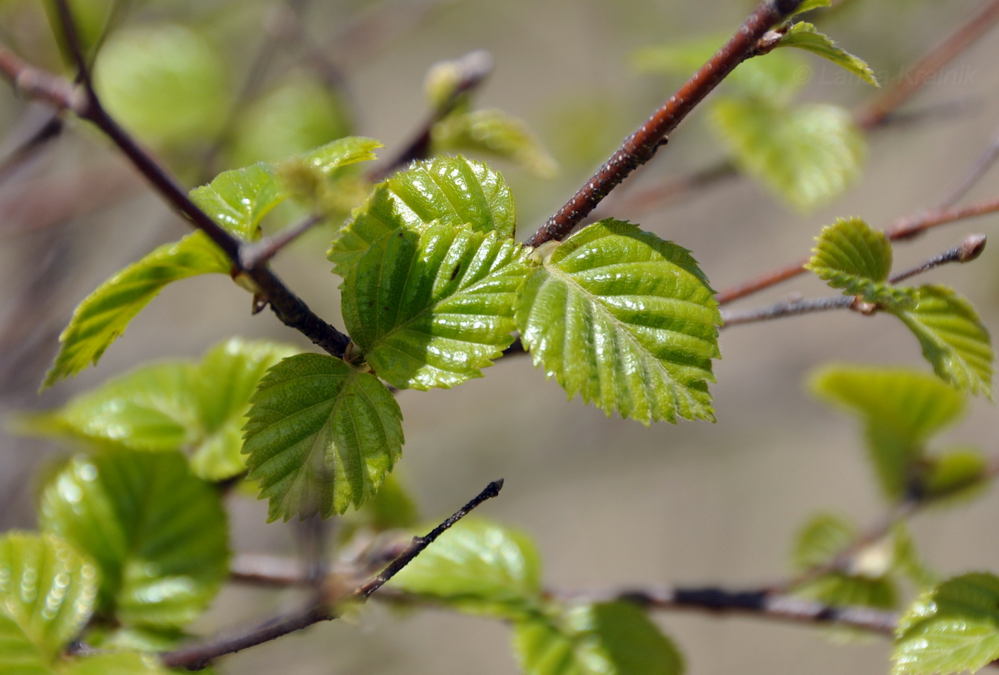 Image of Betula dauurica specimen.