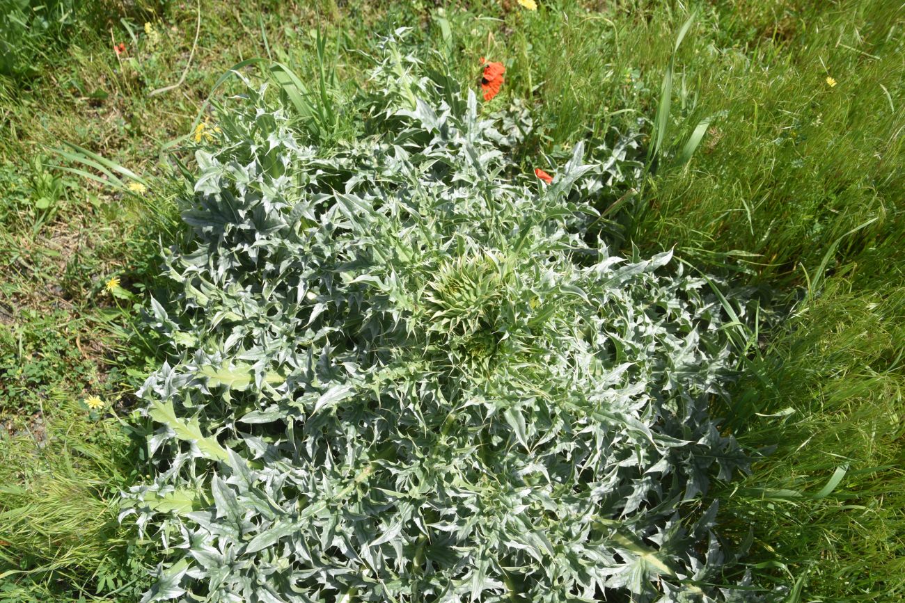 Image of Carduus thoermeri specimen.